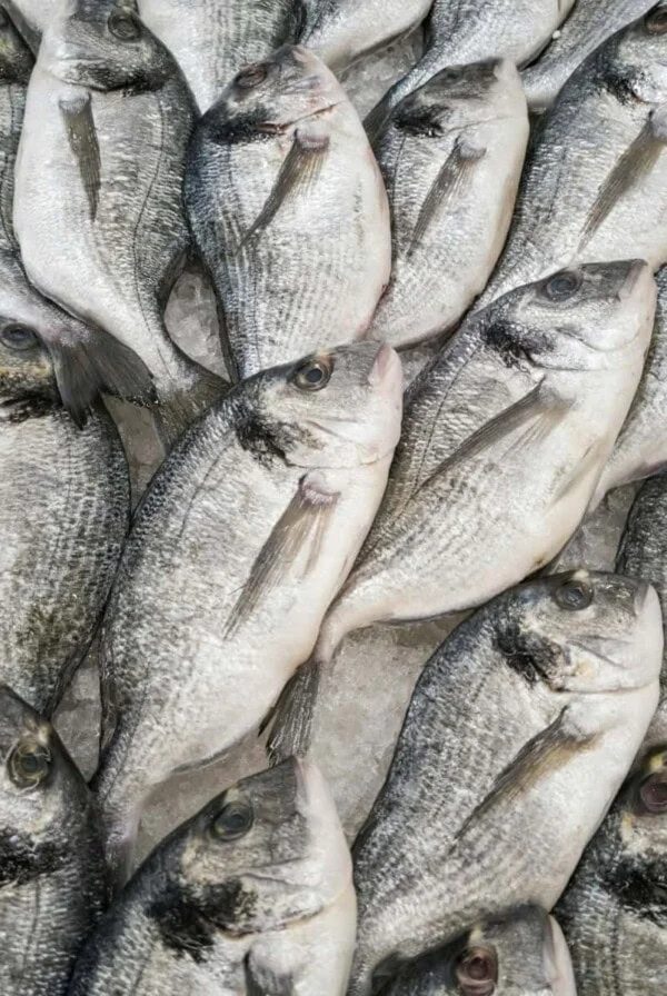 raw whole sea bream on ice.