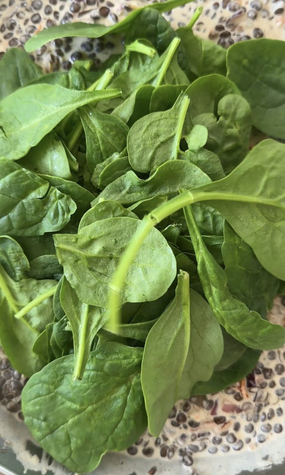 adding spinach to lentil ragu.