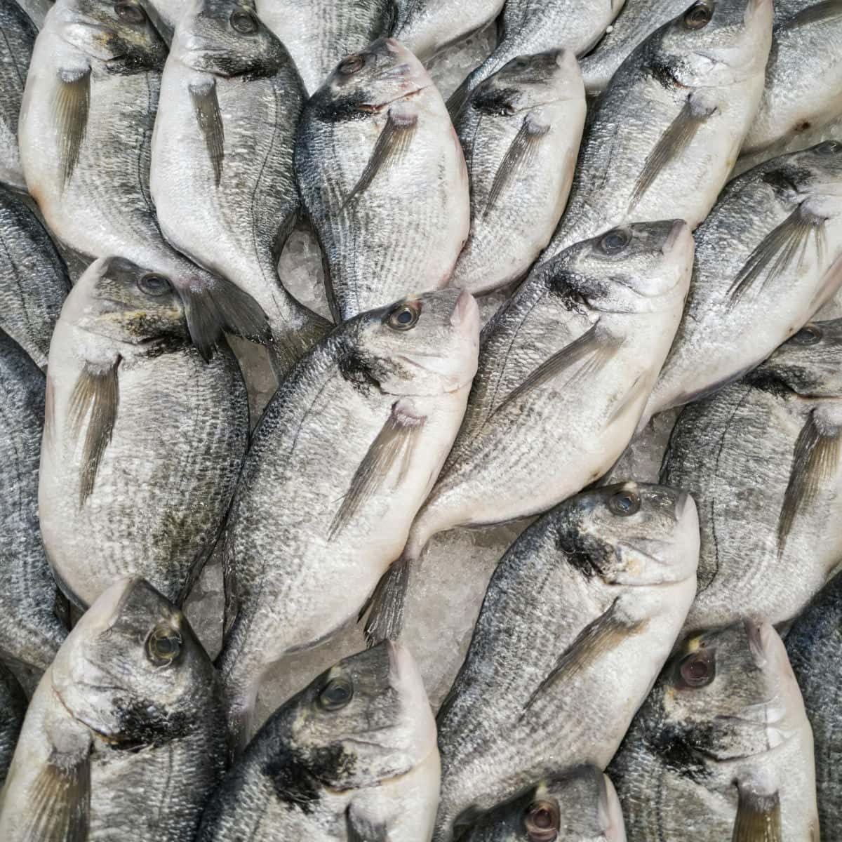 Everything You Need To Know About: Sea Bream